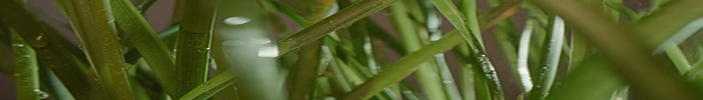 Vetiver