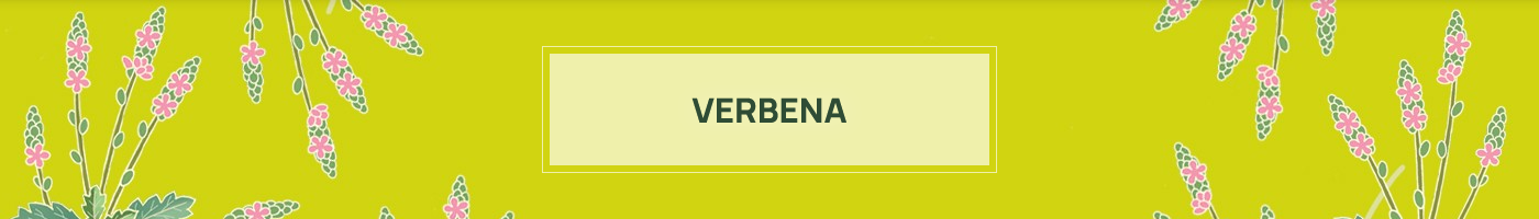 Verbena